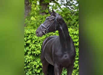 Hannoveraner, Wallach, 10 Jahre, 171 cm, Rappe