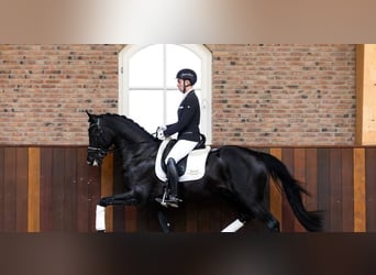 Hannoveraner, Wallach, 10 Jahre, 171 cm, Rappe