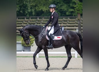 Hannoveraner, Wallach, 10 Jahre, 171 cm, Rappe