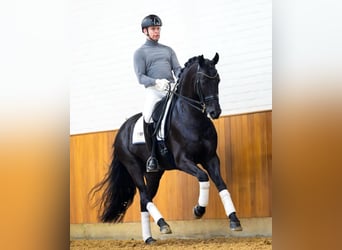 Hannoveraner, Wallach, 10 Jahre, 171 cm, Rappe