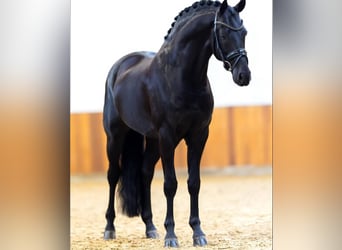 Hannoveraner, Wallach, 10 Jahre, 171 cm, Rappe