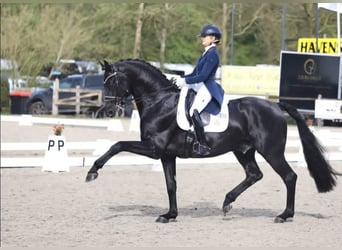 Hannoveraner, Wallach, 10 Jahre, 171 cm, Rappe