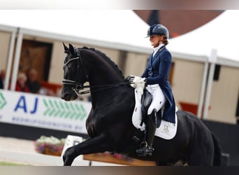Hannoveraner, Wallach, 10 Jahre, 171 cm, Rappe