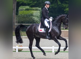 Hannoveraner, Wallach, 10 Jahre, 171 cm, Rappe