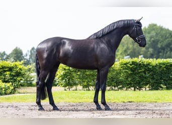 Hannoveraner, Wallach, 10 Jahre, 171 cm, Rappe