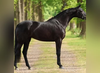 Hannoveraner, Wallach, 10 Jahre, 171 cm, Rappe