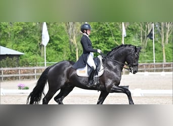 Hannoveraner, Wallach, 10 Jahre, 171 cm, Rappe