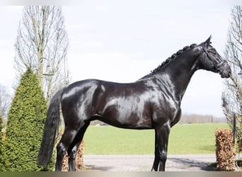 Hannoveraner, Wallach, 10 Jahre, 171 cm, Rappe