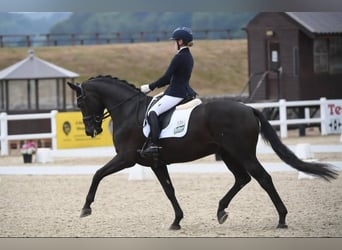 Hannoveraner, Wallach, 10 Jahre, 171 cm, Rappe