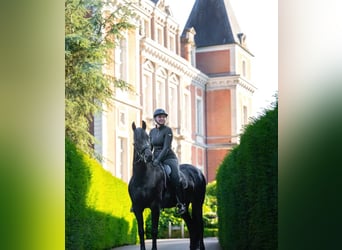 Hannoveraner, Wallach, 10 Jahre, 171 cm, Rappe