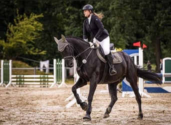Hannoveraner, Wallach, 10 Jahre, 171 cm, Rappe