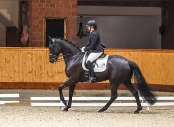 Hannoveraner, Wallach, 10 Jahre, 171 cm, Rappe