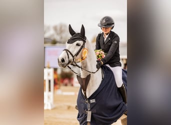 Hannoveraner, Wallach, 10 Jahre, 171 cm, Schimmel