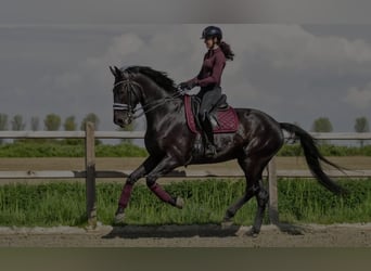 Hannoveraner, Wallach, 10 Jahre, 172 cm