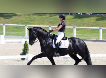 Hannoveraner, Wallach, 10 Jahre, 172 cm