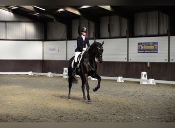 Hannoveraner, Wallach, 10 Jahre, 172 cm