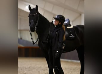 Hannoveraner, Wallach, 10 Jahre, 172 cm