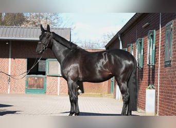 Hannoveraner, Wallach, 10 Jahre, 172 cm