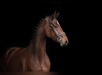 Hannoveraner, Wallach, 10 Jahre, 172 cm, Dunkelbrauner