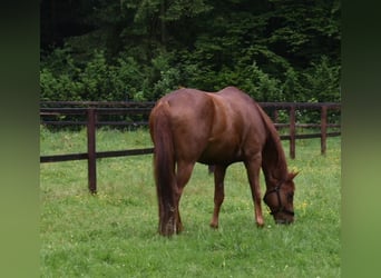 Hannoveraner, Wallach, 10 Jahre, 172 cm, Dunkelfuchs