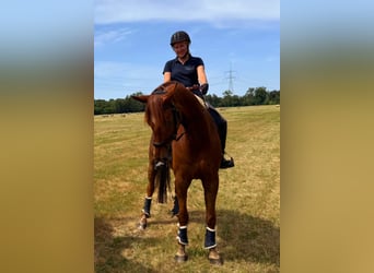 Hannoveraner, Wallach, 10 Jahre, 172 cm, Fuchs