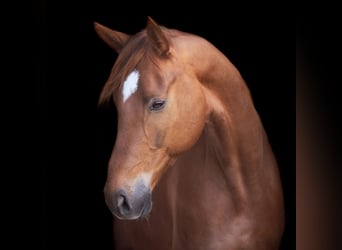 Hannoveraner, Wallach, 10 Jahre, 172 cm, Fuchs