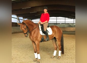 Hannoveraner, Wallach, 10 Jahre, 172 cm, Fuchs