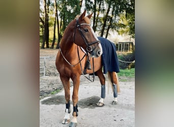 Hannoveraner, Wallach, 10 Jahre, 172 cm, Fuchs