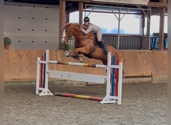 Hannoveraner, Wallach, 10 Jahre, 172 cm, Fuchs
