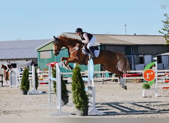 Hannoveraner, Wallach, 10 Jahre, 172 cm, Fuchs