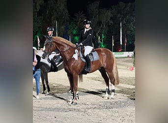 Hannoveraner, Wallach, 10 Jahre, 172 cm, Fuchs