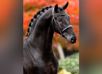 Hannoveraner, Wallach, 10 Jahre, 172 cm, Rappe