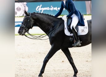 Hannoveraner, Wallach, 10 Jahre, 172 cm, Rappe