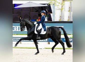 Hannoveraner, Wallach, 10 Jahre, 172 cm, Rappe
