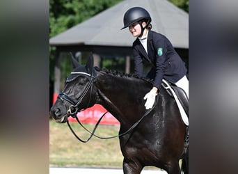 Hannoveraner, Wallach, 10 Jahre, 172 cm, Rappe