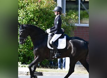 Hannoveraner, Wallach, 10 Jahre, 172 cm, Rappe