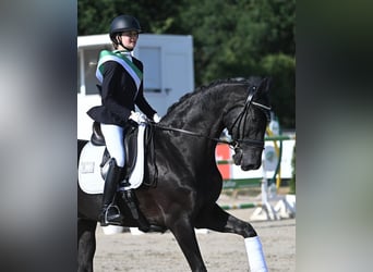 Hannoveraner, Wallach, 10 Jahre, 172 cm, Rappe