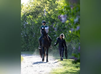 Hannoveraner, Wallach, 10 Jahre, 172 cm, Rappe