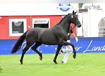 Hannoveraner, Wallach, 10 Jahre, 172 cm, Rappe