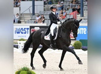 Hannoveraner, Wallach, 10 Jahre, 172 cm, Rappe