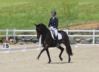 Hannoveraner, Wallach, 10 Jahre, 172 cm, Rappe