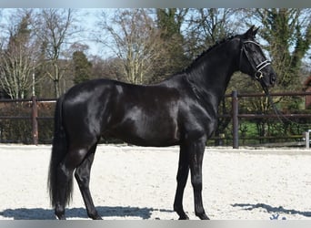 Hannoveraner, Wallach, 10 Jahre, 172 cm, Rappe