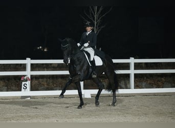 Hannoveraner, Wallach, 10 Jahre, 172 cm, Rappe
