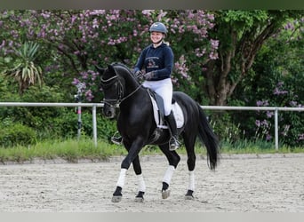 Hannoveraner, Wallach, 10 Jahre, 172 cm, Rappe
