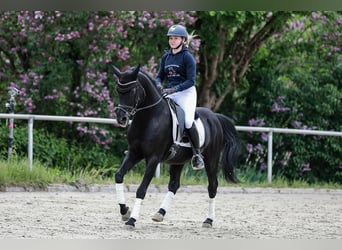Hannoveraner, Wallach, 10 Jahre, 172 cm, Rappe