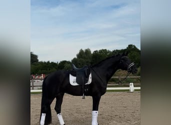 Hannoveraner, Wallach, 10 Jahre, 172 cm, Rappe