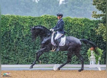 Hannoveraner, Wallach, 10 Jahre, 172 cm, Rappe