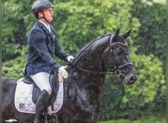 Hannoveraner, Wallach, 10 Jahre, 172 cm, Rappe