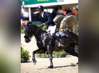 Hannoveraner, Wallach, 10 Jahre, 172 cm, Rappe