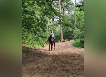 Hannoveraner, Wallach, 10 Jahre, 172 cm, Rappe